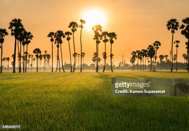 beautiful sunrise with sugar palm trees and rice field in fresh and romantic morning - palm sugar stockfoto's en -beelden