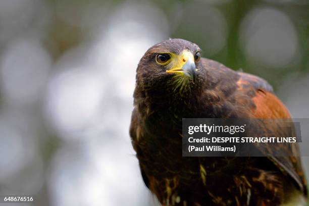 harris's hawk (parabuteo unicinctus) - harris hawk stock pictures, royalty-free photos & images