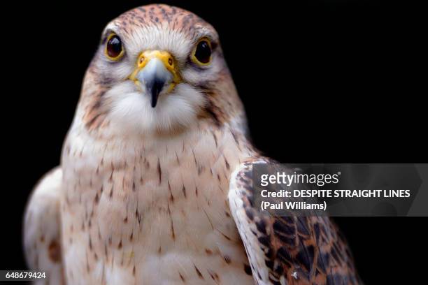falco peregrinus (peregrine falcon) - peregrine falcon foto e immagini stock