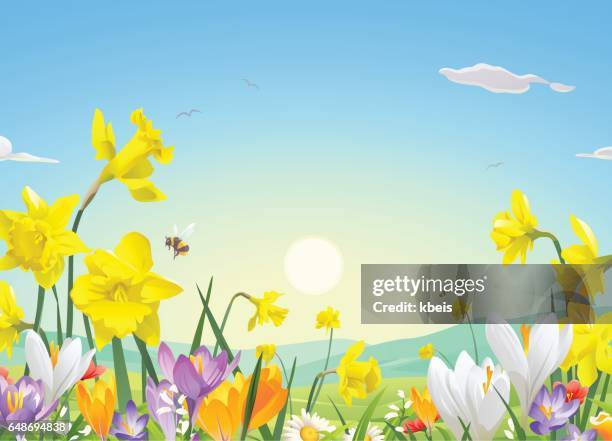 blumenwiese am morgen - morgen stock-grafiken, -clipart, -cartoons und -symbole