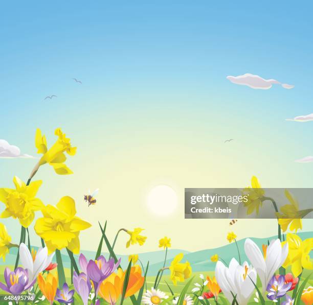 wild flower field - yellow crocus stock illustrations