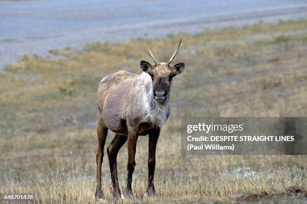 barren-ground caribou (rangifer tarandus groenlandicus) - british columbia canada stock pictures, royalty-free photos & images