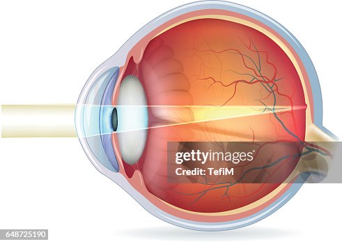 Normal Eye Viewing Human Eye Cross Section Normal Vision High-Res Vector Graphic - Getty ...