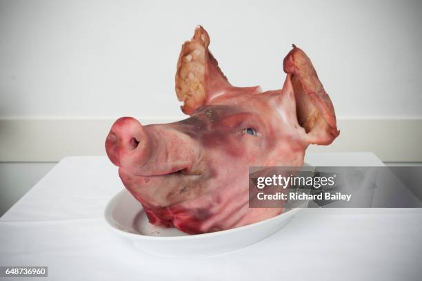 a boiled pigs head on a plate. - fleisch auf teller stock-fotos und bilder