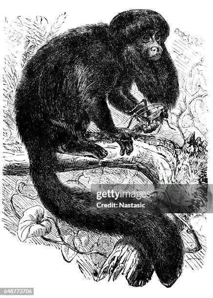 the black bearded saki (chiropotes satanas) - white faced saki monkey stock illustrations