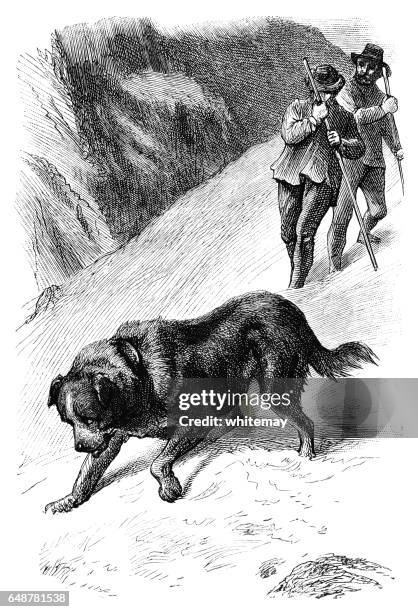 sennenhund suche im schnee - bernhardiner stock-grafiken, -clipart, -cartoons und -symbole