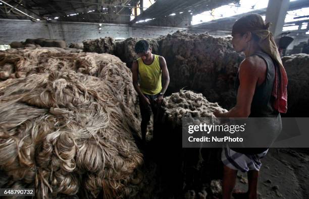 Jute Processing 232 Jute Processing Stock Photos, High-Res Pictures, and Images - Getty ...