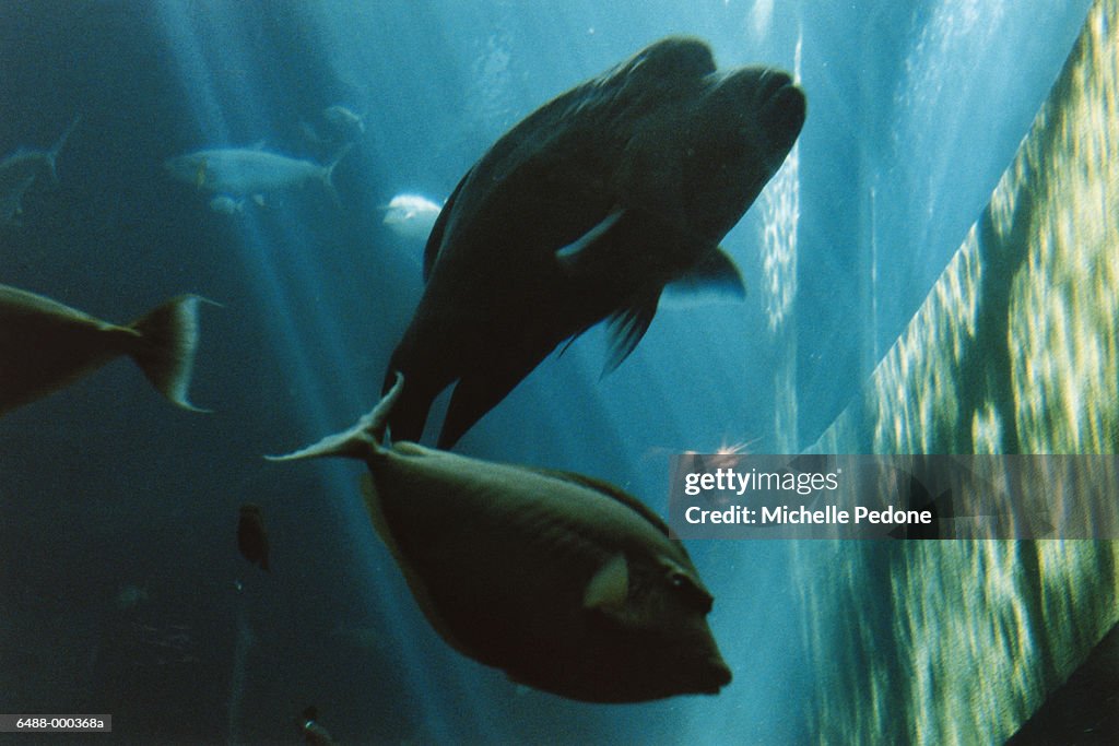 Tropical Fish in Aquarium