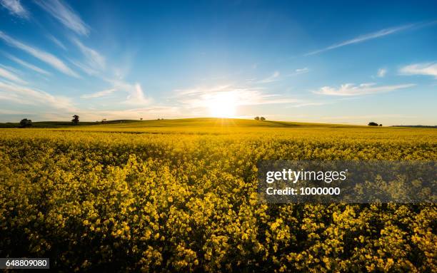 mix2 - canola stock pictures, royalty-free photos & images