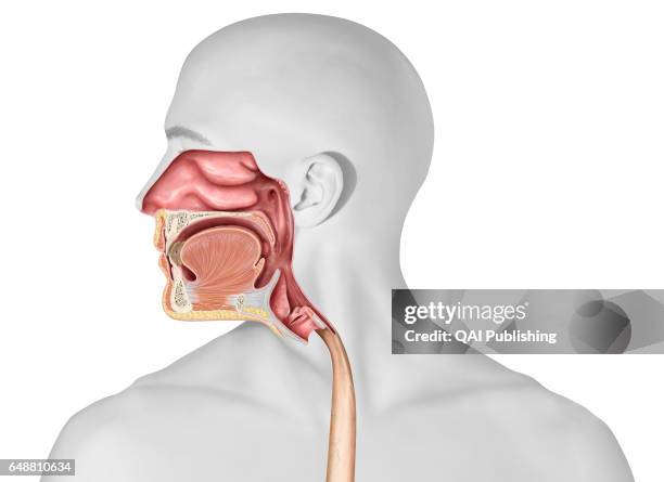 Upper organs of the digestive system, This image shows the upper organs of the digestive system.