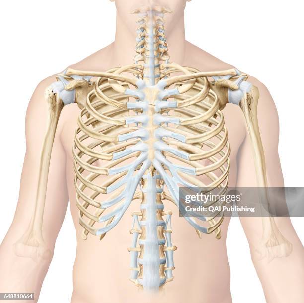 2,172 Sternum Anatomy Stock Photos, High-Res Pictures, and Images ...