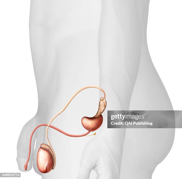 Male genital organs lateral view, The genital organs that make up the male reproductive system ensure the sexual and endocrine functions. Some are...