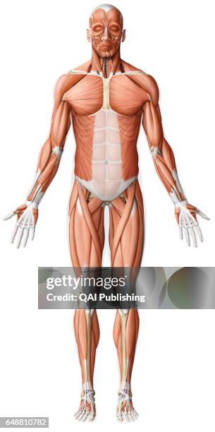 Muscle Study Front Front Muscles Anatomy