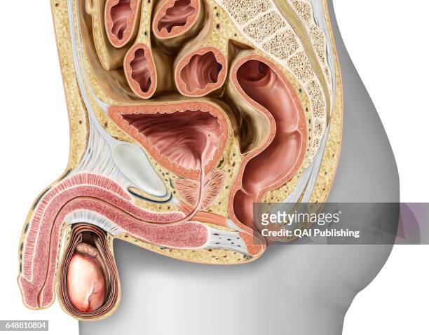 Sagittal section of the male genital organs, The genital organs that make up the male reproductive system ensure the sexual and endocrine functions....