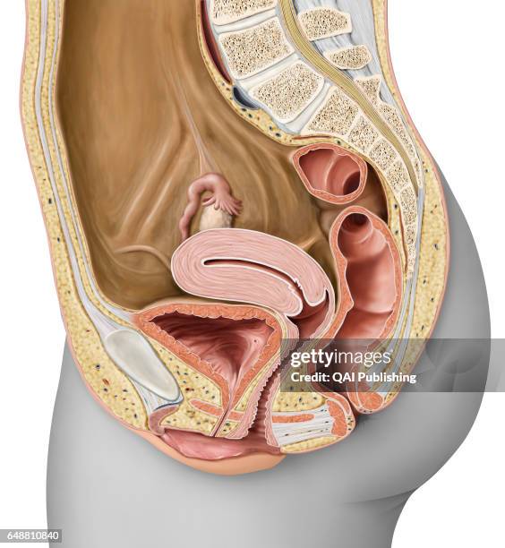 Sagittal section of the female genital organs, The female genital system essentially comprises the internal organs located in the pelvic cavity,...