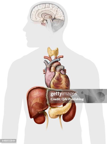 Organs of the upper body, This image shows the adrenal gland, the heart, the hypothalamus, the kidney, the liver, the pancreas, the parathyroid...