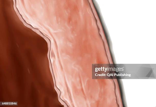 Myocardium, The myocardium consists of muscular fibers that form the thickest layer of the cardiac wall.