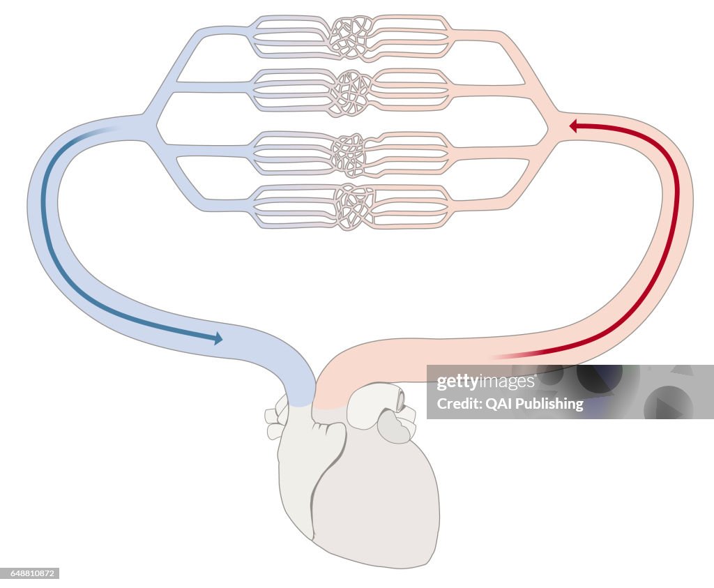 Speed of the blood flow