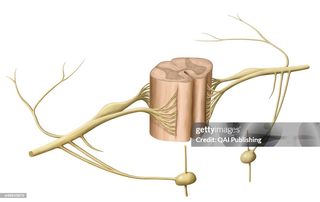 Section of the spinal cord