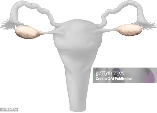 Ovary, The ovaries are two female genital glands located on either side of the uterus. They present themselves as small oval masses, a little over 1...