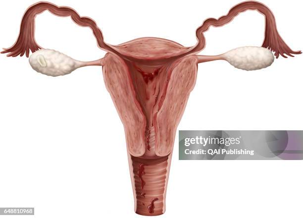 Frontal cross section of the female genital organs, The female genital system essentially comprises the internal organs located in the pelvic cavity,...