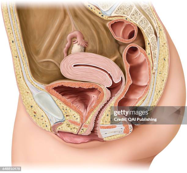 Sagittal section of the female genital organs, The female genital system essentially comprises the internal organs located in the pelvic cavity,...