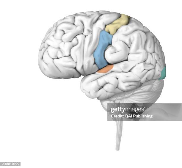 Primary sensory cortical area, The nerve impulses are analyzed in the zones of the brain specific to each sense. Injury of a sensory organ can...