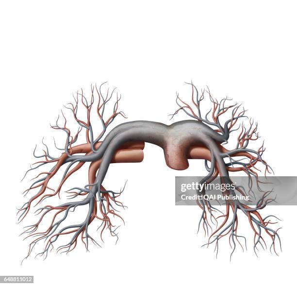 Pulmonary veins and arteries, This image shows the pulmonary veins and arteries.