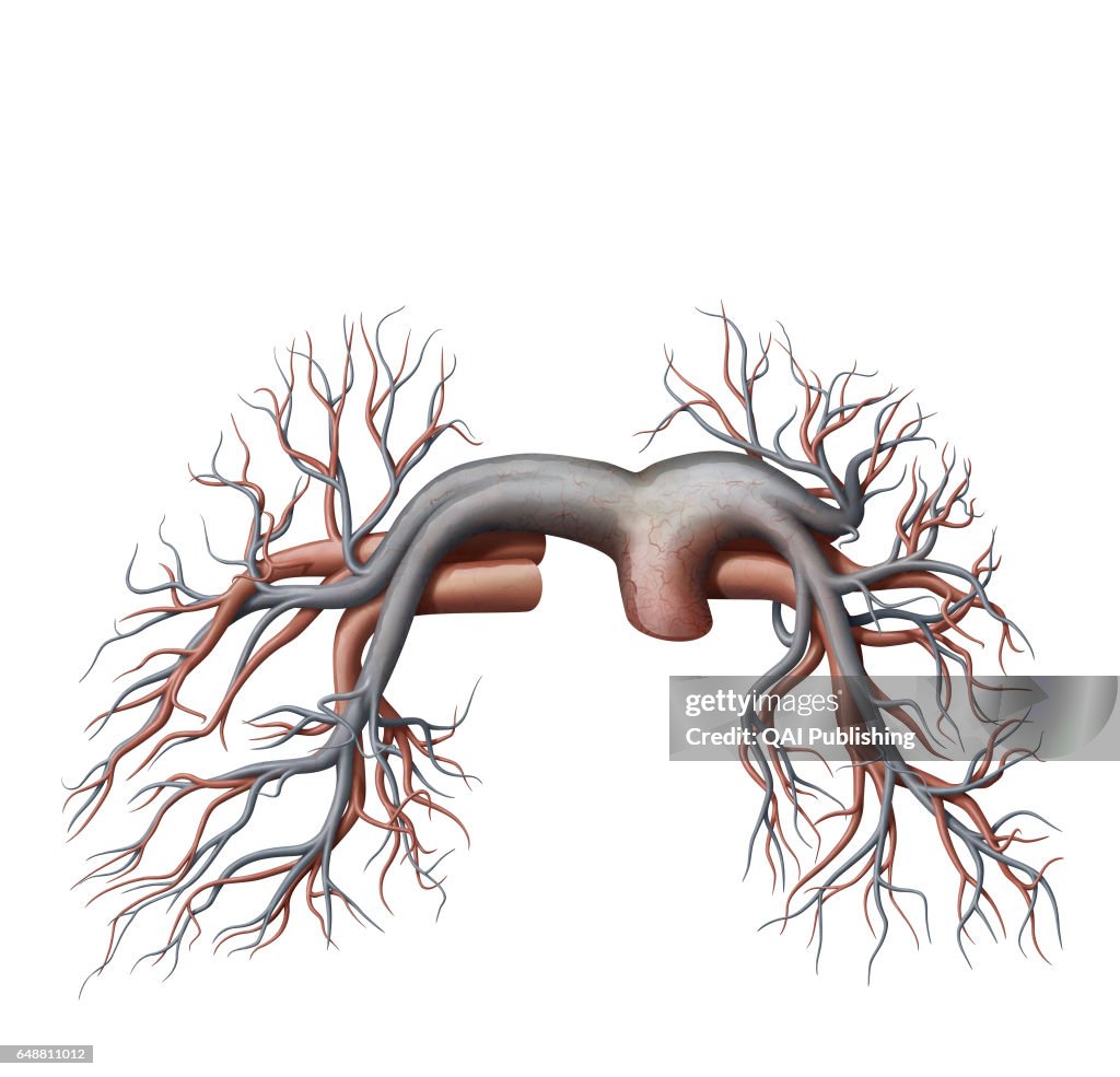 Pulmonary veins and arteries