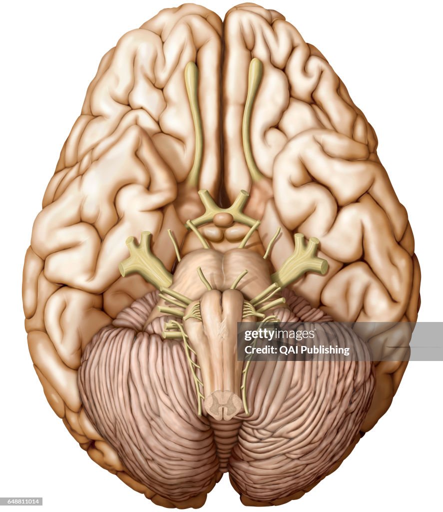 Brain Model Inferior Inferior Brain Functional Specialization Within The Inferior Parietal