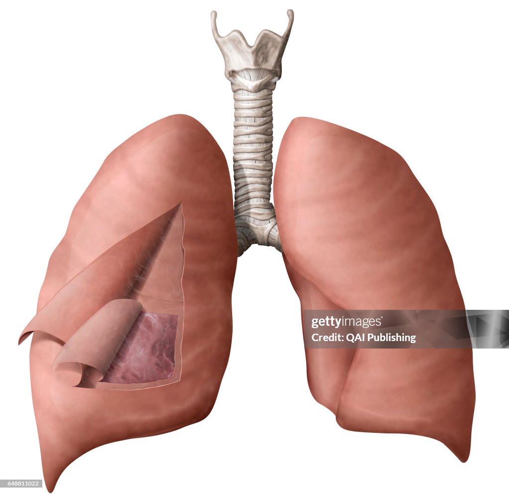 Pleura