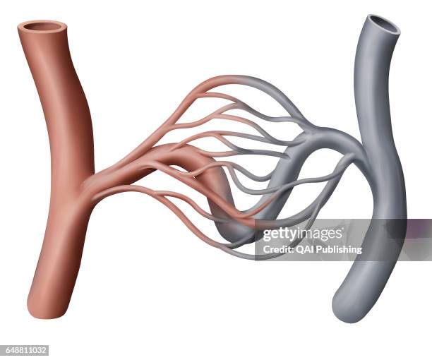 Capillary, Tiny blood vessel ensuring blood circulation between an arteriole and a venule; its wall allows exchanges between blood and the exterior...