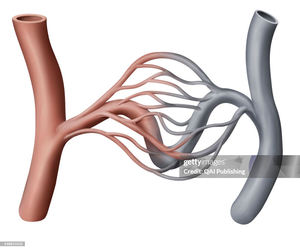 Capillary, Tiny blood vessel ensuring blood circulation between an ...