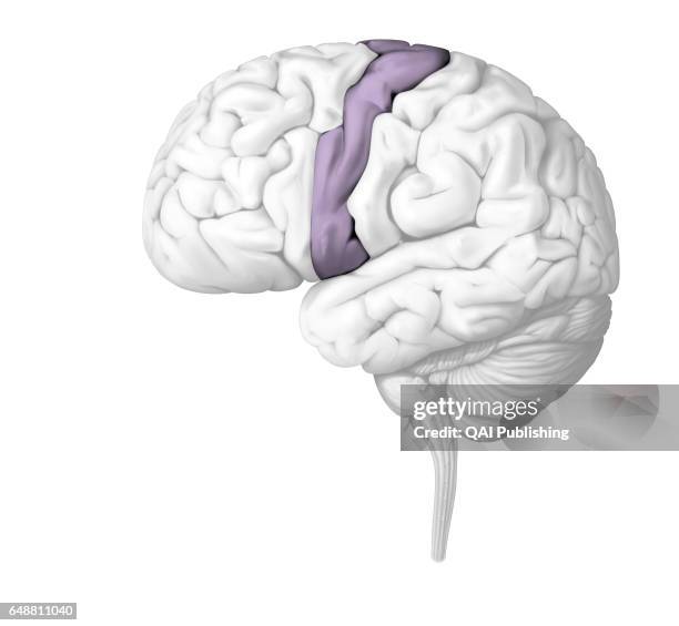 Volontary movement, A voluntary movement is an intentionally executed movement caused by the motor commands emitted by the motor cortex. These...