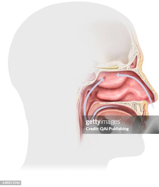 Nasal cavity, The walls of the nasal cavities are covered with a mucous membrane that produces nasal mucus. The odorous molecules dissolve in the...