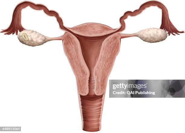 Frontal cross section of the female genital organs, The female genital system essentially comprises the internal organs located in the pelvic cavity,...