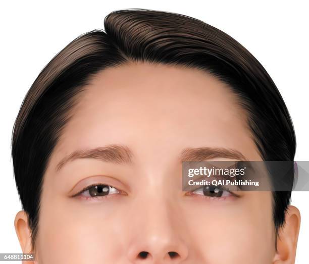 49 Morphology (Anatomy) Stock Photos, High Biology Diagrams