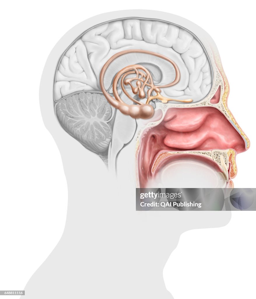 Smell mechanism