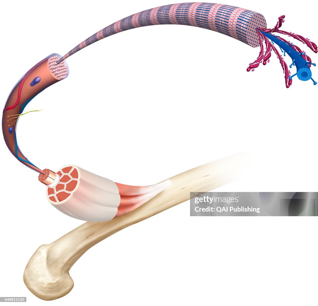 Structure of a skeletal muscle