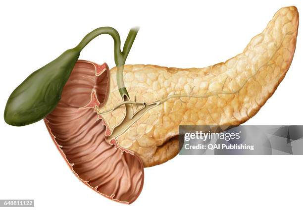 Pancreatic Duct Photos and Premium High Res Pictures Biology Diagrams