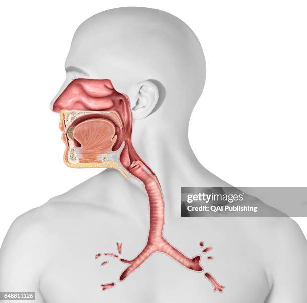 Upper organs of the respiratory system, This image shows the upper organs of the respiratory system, which are the nasal cavity, the epiglottis, the...