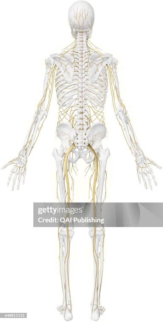 Main nerves posterior view