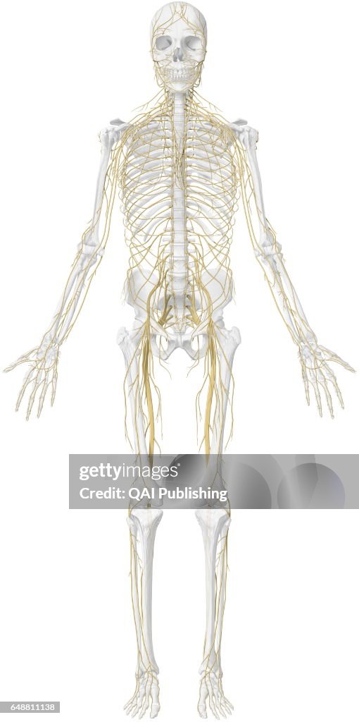 Main nerves anterior view