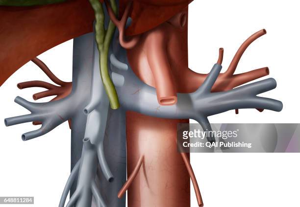 Hepatic portal vein, The hepatic portal vein leads blood to the liver from the intestines, stomach, pancreas, and spleen.