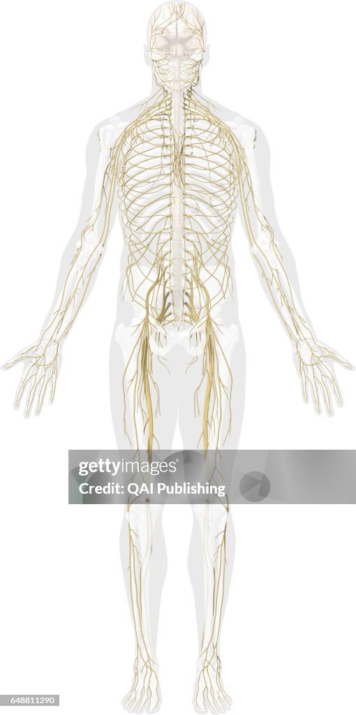 Main nerves anterior view