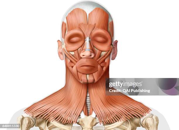 788 Front Neck Muscles Stock Photos, High-Res Pictures, and Images - Getty  Images
