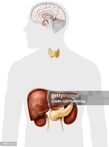 Glands and organs of the endocrine system, This image shows the glands and the organs of the endocrine system.