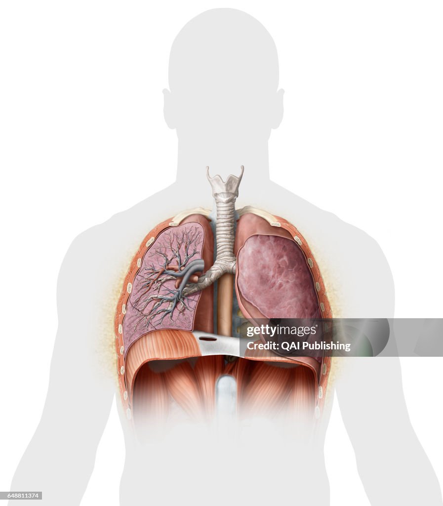Cross section of the lungs