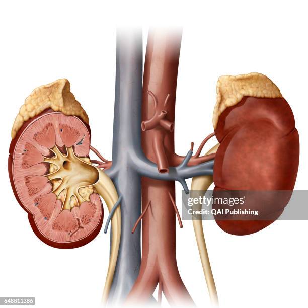 Organs of the urinary system, This image shows some organs of the urinary system; the adrenal gland, the kidneys, the ureter, the aorta and the...