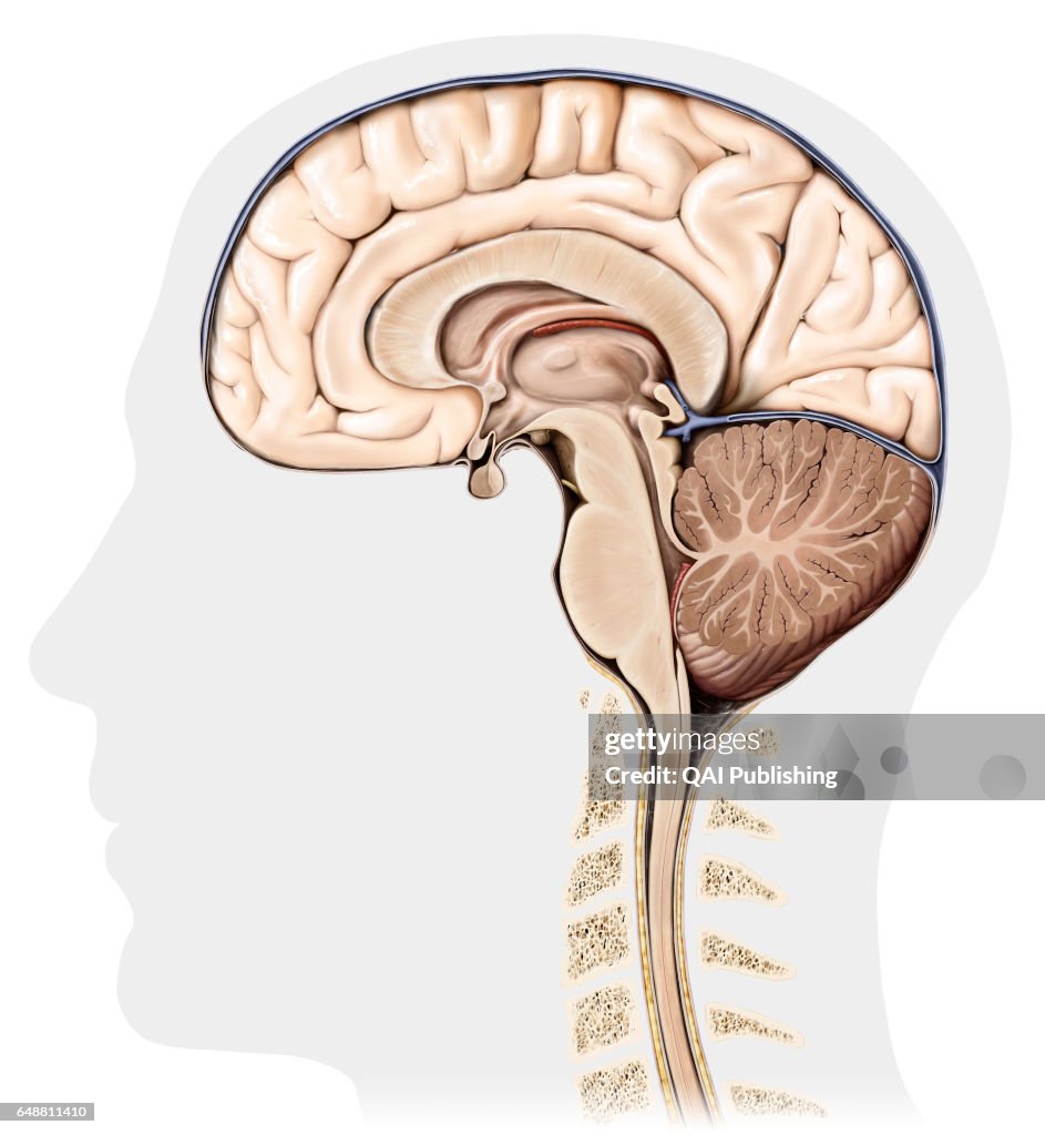 Brain Back Look Brain Posterior View